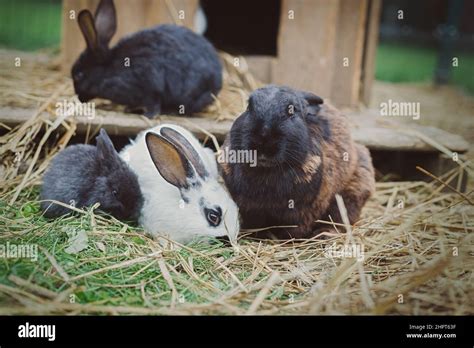 Family of rabbit eating hay outdoors Stock Photo - Alamy