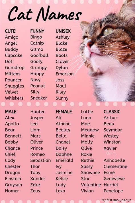 400+ Cat Names: Ideas for Male and Female Cats | Nombres para gatas ...