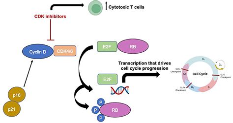 Frontiers | CDK 4/6 inhibitors for the treatment of meningioma