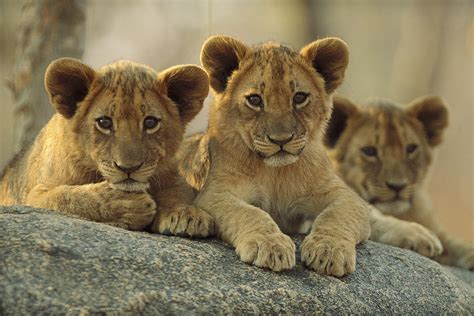 African Lion Three Cubs Resting Photograph by Tim Fitzharris - Fine Art ...