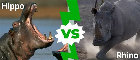 Rhino vs. Hippo: Differences & Who Wins in a Fight - IMP WORLD