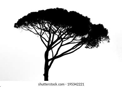 Silhouette Acacia Tree Royalty-Free Images, Stock Photos & Pictures ...