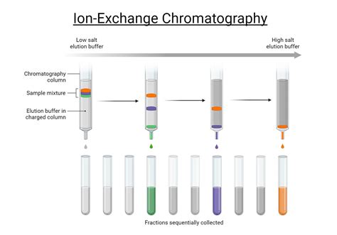 Ion Exchange Chromatography: Principle, Parts, Steps, Uses