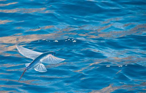 Tropical Two-wing Flyingfish - Oceana