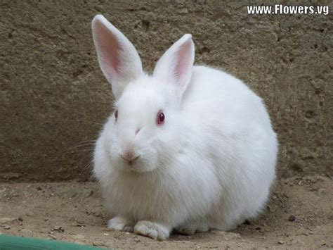 Albino Rabbit