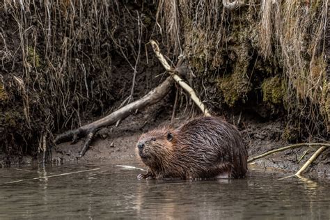 Wildlife of the Canadian Rockies Canada wildlife holiday | North ...