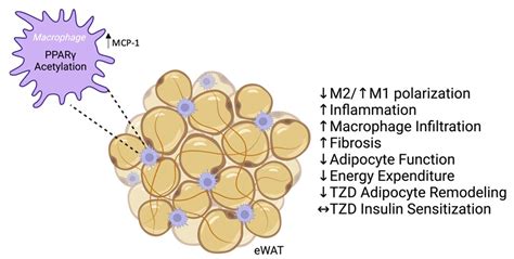 PPARγ Acetylation In Macrophages Impairs Adipose Tissue Function