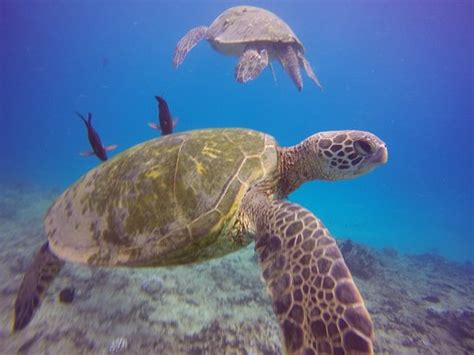 Oahu Diving (Honolulu) - All You Need to Know BEFORE You Go - Updated ...