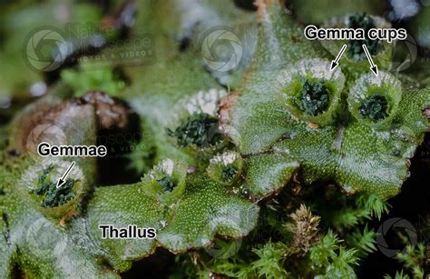 Marchantia polymorpha. Common liverwort. Thallus - Vegetative ...