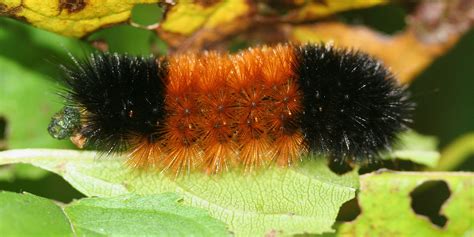 Fuzzy Caterpillar Poisonous