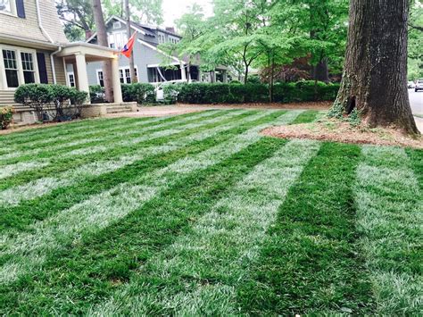 Elite Tall Fescue Lawn - Traditional - Landscape - Charlotte - by Super ...