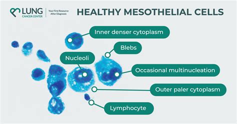 What are Mesothelial Cells? Function and Structure