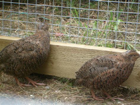 Quail Breeds | About Quail | Quails | Guide | Omlet Australia