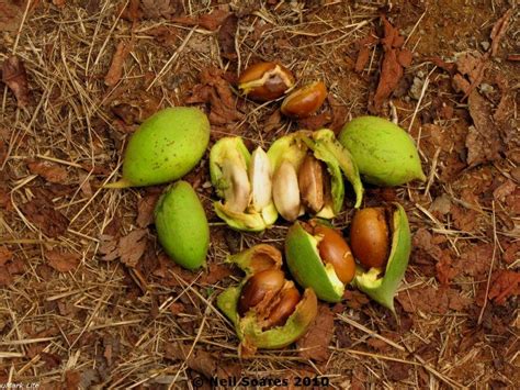 Herbal plants of Sri Lanka: 05/12/13