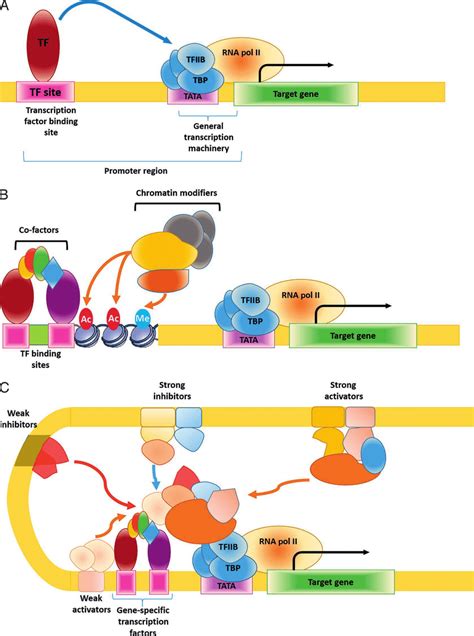 Transcription is a highly complex process subject to numerous modes of ...