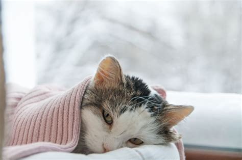 How to Tell if Your Cat is Sick: Signs & Symptoms | Mooresville Vets ...