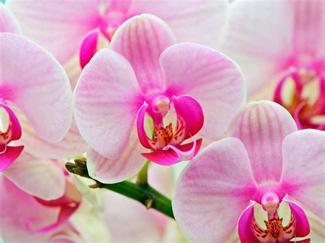 🔥 Download Attractive Pink Orchids Wallpaper by @philipm | Pink Orchid ...