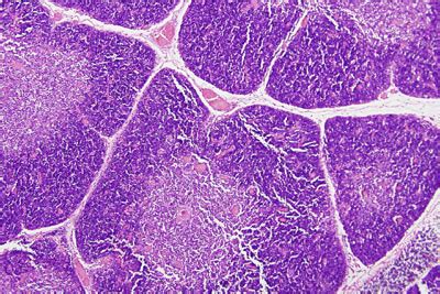 thymus histology