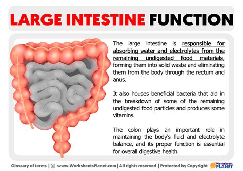 Large Intestine Function