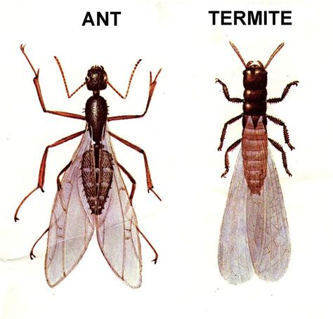 Flying Ants or Termites? | Safeguard Pest Control