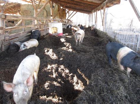 Making Compost! (With images) | How to make compost, Raising pigs ...