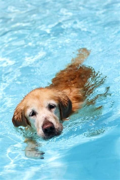 Easily train a young pup to get in the dog swimming pool