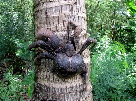 AMAZING PIKCHAZ: NATURE: THE COCONUT CRAB