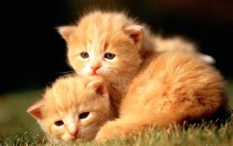 Baby Animals Wallpaper