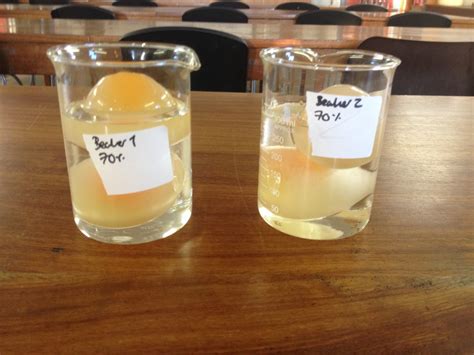 Egg osmosis experiment