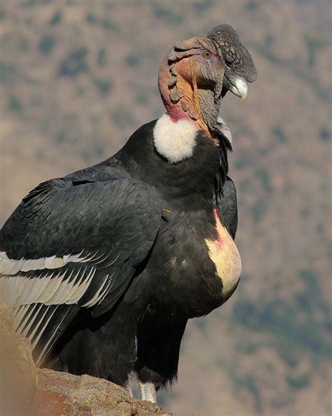 Mejores 58 imágenes de Condor Peru en Pinterest | Pájaros bonitos ...