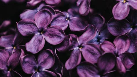 Dark Purple lilac Spring Flowers 4K HD Flowers Wallpapers | HD ...