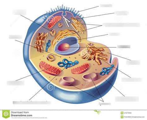 Human Cell Organelles Labeling Diagram | Quizlet