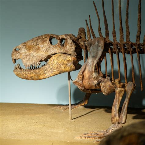 Dinosaur Fossielen Dinosaurios Skeletten Dinosaurio Esqueleto Skeleton ...