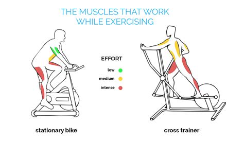 Recumbent Exercise Bike Muscles Worked at Jason Gibbons blog