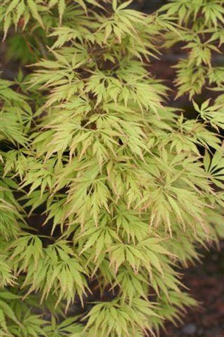 Acer palmatum dissectum 'Viridis' - Devil Mountain Wholesale Nursery