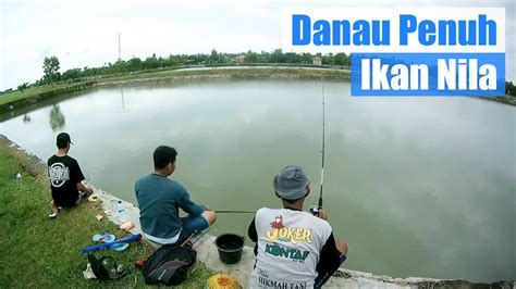 Video Mancing Ikan Nila Di Sungai