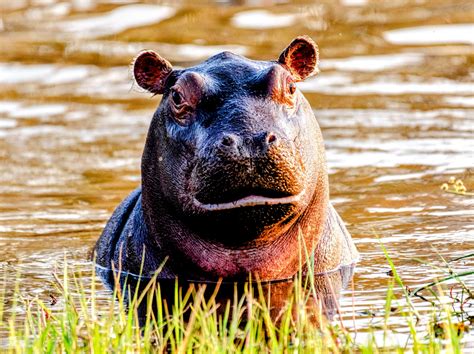 Hippopotamus population hit hard by habitat destruction - Earth.com