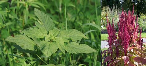 Amaranthus: Health Benefits and Cultivation Tips - Wikifarmer