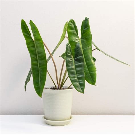 Growing Philodendron billietiae Indoors | Emerald Vine Philodendron ...