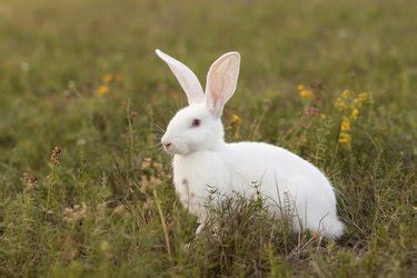 Do You Have an Albino Bunny? Here's Your Guide to Albino Rabbits ...