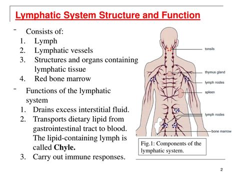 Lymphatic System Diagram Simple