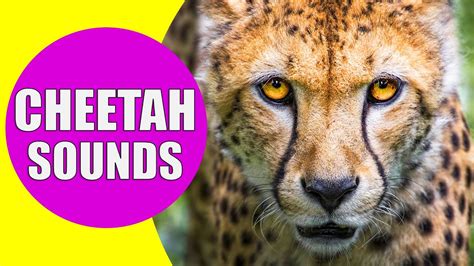 CHEETAH SOUNDS | Listen to the Sound of Cheetahs with Real Videos - YouTube