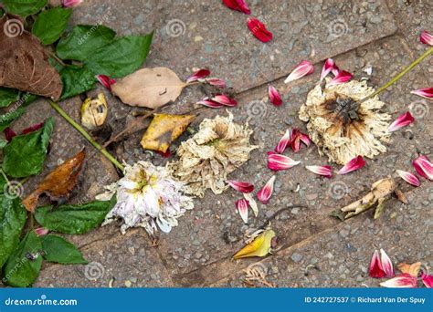 Crushed Flowers and Leaves on the Ground Stock Image - Image of ...