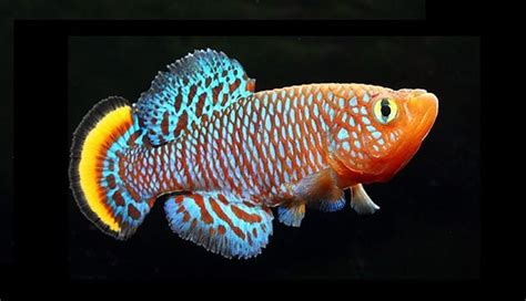 Keeping And Breeding Killifish