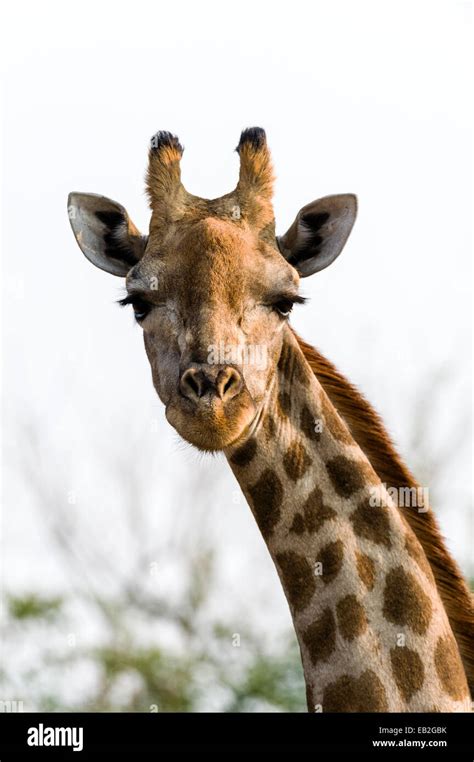 Portrait of a Southern Reticulated Giraffe head with the tufted horns ...