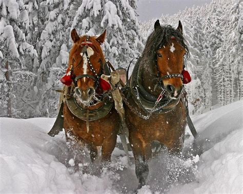 🔥 [50+] Christmas Horses Wallpapers for Computer | WallpaperSafari