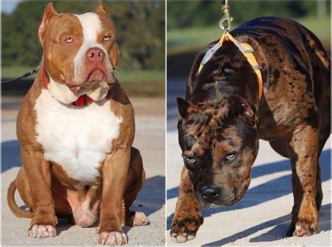 WORLD RENOWNED AS THE #1 XL AMERICAN BULLY KENNEL - MVP KENNELS :MVP ...