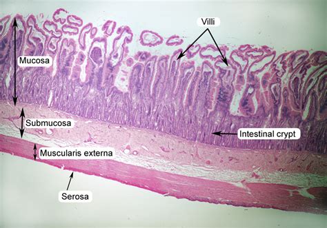 Histology Model Esophagus Stomach Small Intestine Large Intestine | The ...