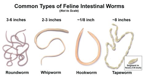 Dog Intestinal Worms Hookworms at Heather Cotton blog