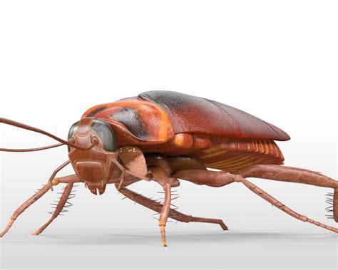 Cockroach - 3D Model by 3dstudio